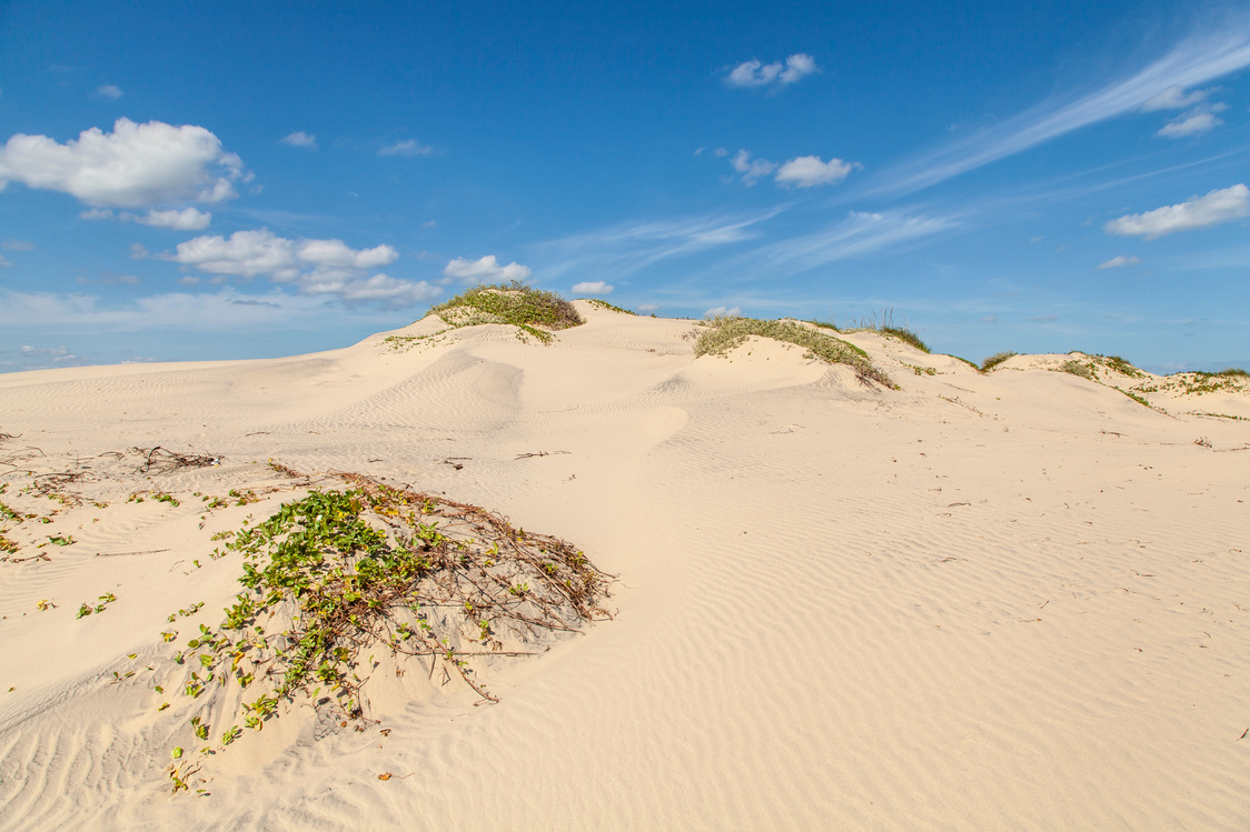 South Padre Island Sand Dunes